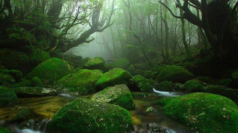 Paisaje de un bosque simbolizando la emodiversidad