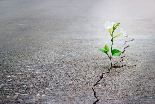 Planta en la carretera