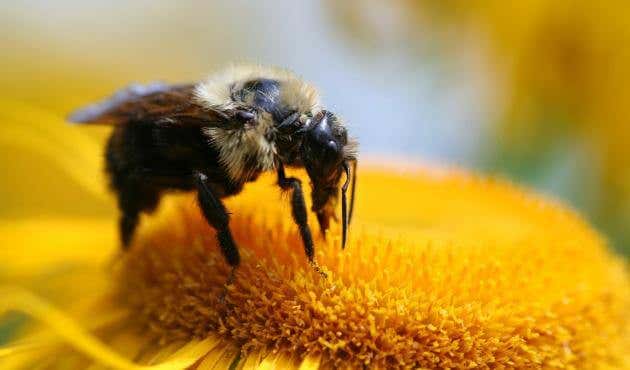 imagen representando lo que podemos aprender de las abejas