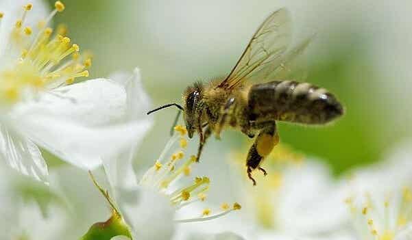 5 lecciones que podemos aprender de las abejas