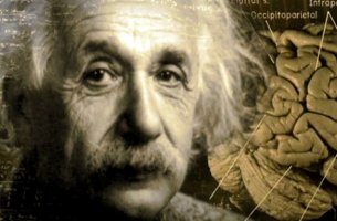 Albert Einstein con un cerebro