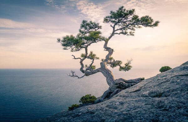 Árbol cerca del mar