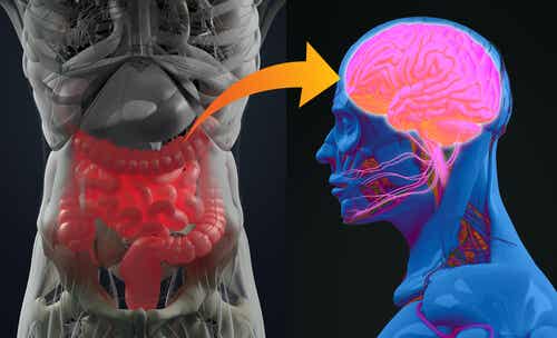 Bacterias del intestino y cerebro para representar el sistema nervioso entérico