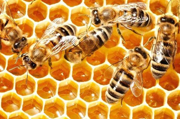 colmena representando lo que podemos aprender de las abejas