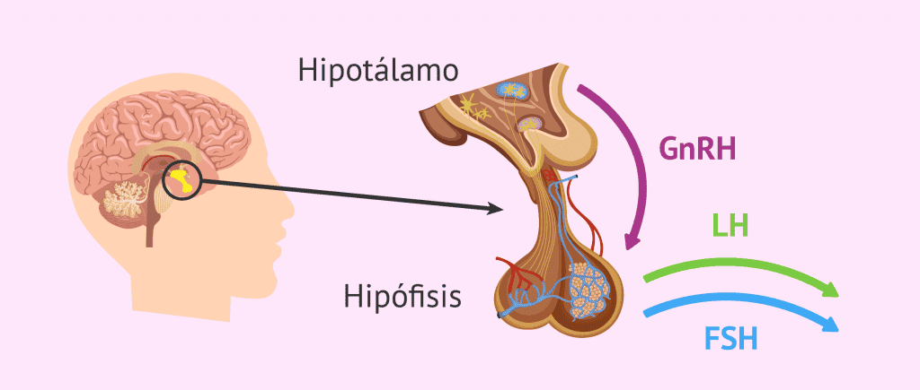 Estructura de la hipófisis