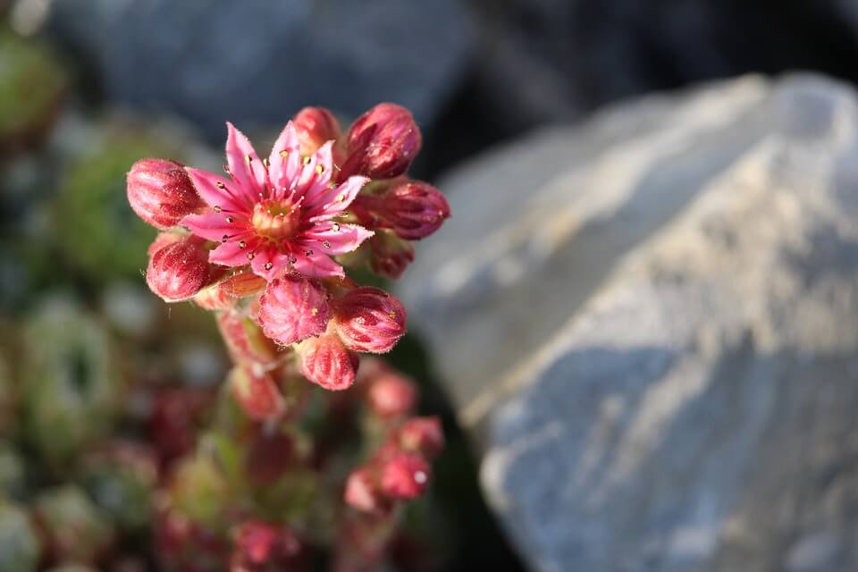 flor en las rocas simbolizando los proverbios filipinos