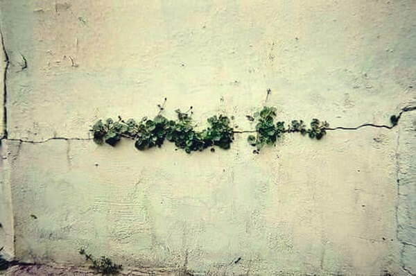 grita con plantas simbolizando que de todo se sale
