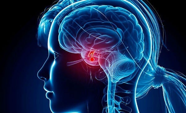 cabeza femenina con hipófisis como parte del sistema endocrino