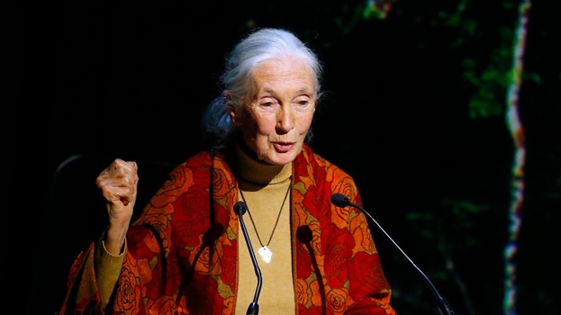 Imagen representando las frases de Jane Goodall