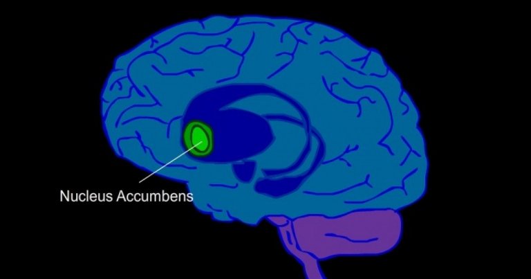 Núcleo accumbens