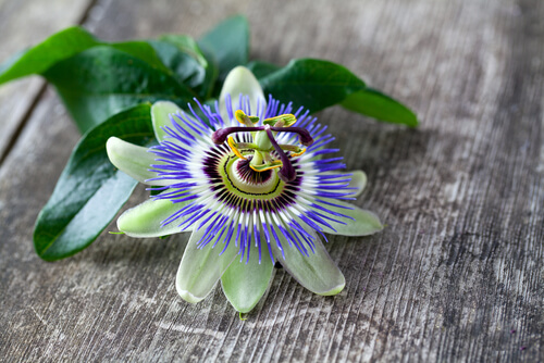 Passiflora