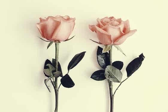 rosas simbolizando la parábola de las flores sin aroma