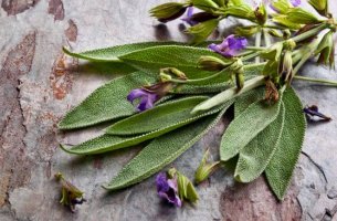 Salvia como planta medicional