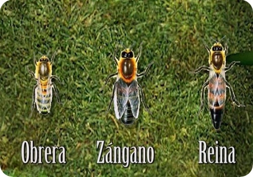 tipos de abeja representando lo que podemos aprender de las abejas
