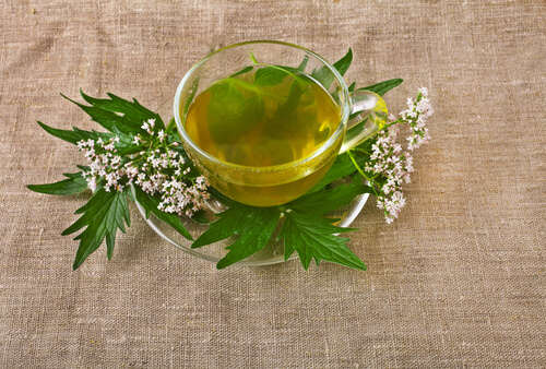 Valeriana, una de las infusiones para dormir mejor
