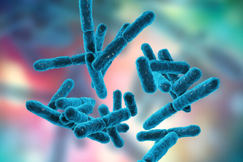 Bacterias del sistema nervioso entérico