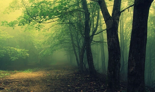 camino representando el test del bosque