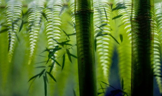 El helecho y el bambú, una fábula para entender la resiliencia