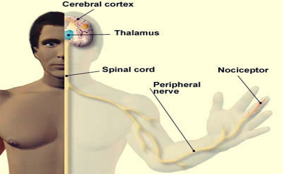 hombre con fibras nerviosas y nociceptores
