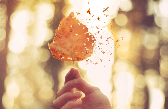 hoja representando el arte de afrontar lo que te hace daño