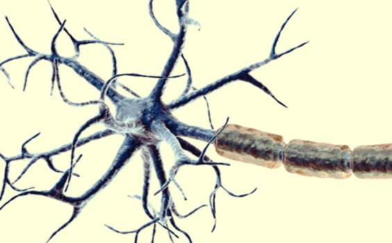 Nociceptores