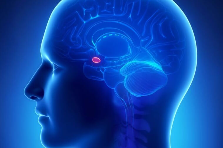Amígdala simbolizando la neurociencia de la venganza