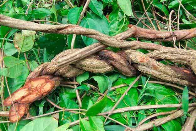 La ayahuasca: mitos y verdades