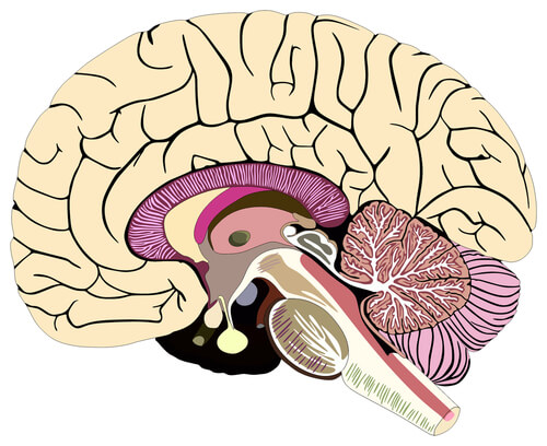 Cerebro