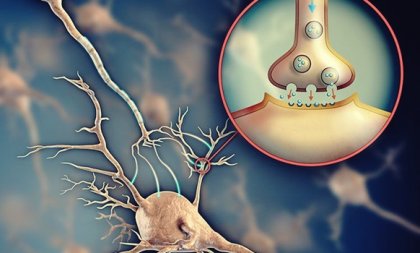 Acetilcolina: el neurontransmisor que facilita la comunicación entre neuronas