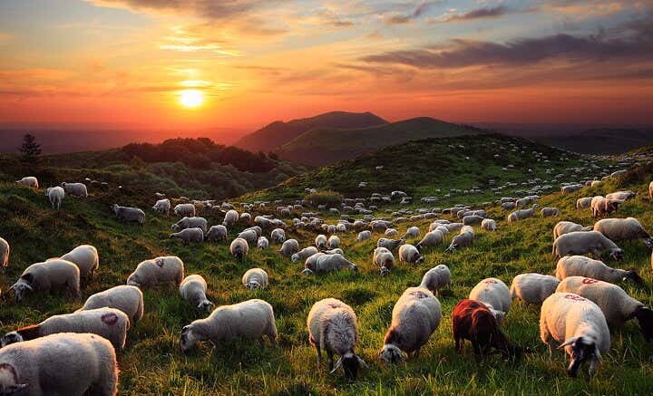 ovejas en campo representando el inspirador cuento oriental