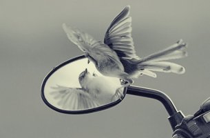 pájaro mirándose en un espejo simbolizando las las trampas del ego