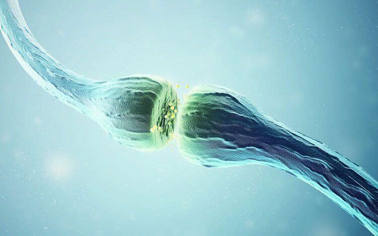 sinapsis mediada por la acetilcolina