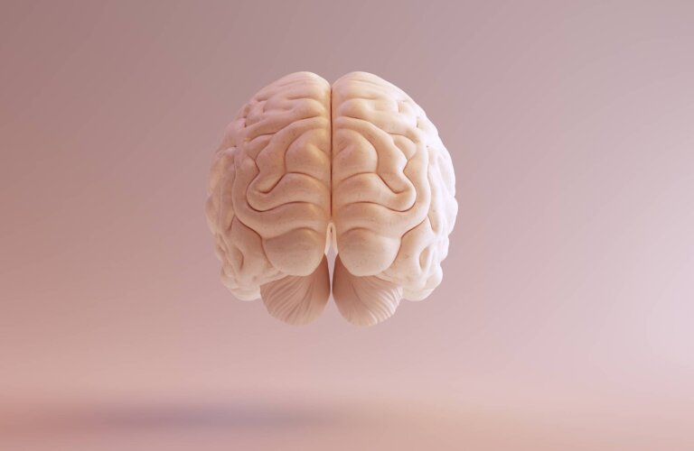 Lóbulos cerebrales: características y funciones