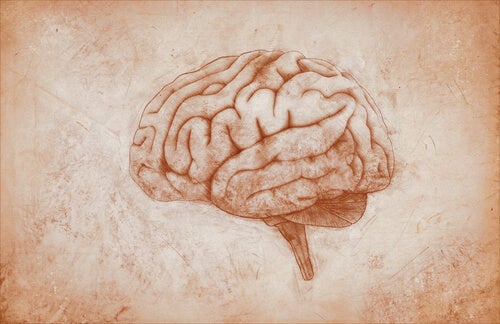 Cerebro dibujado