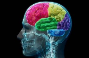 Cerebro humano de colores