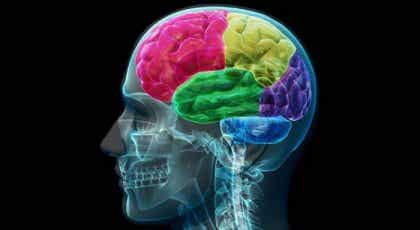 El cerebro adicto: anatomía de la compulsión y la necesidad