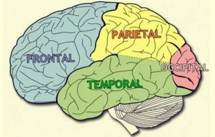 Resultado de imagen para LOBULOS CEREBRALES