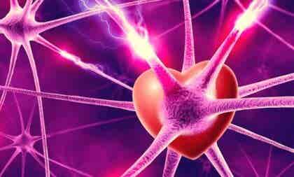 Neuronas, hormonas y amor