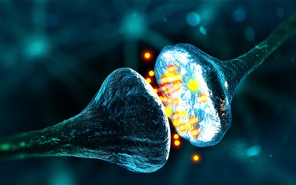 GABA, el neurotransmisor de la calma y la relajación