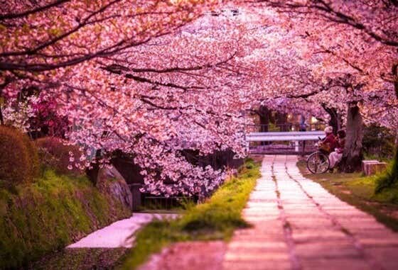árboles sakura en flor