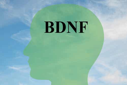 Cómo aumentar el BDNF, proteína clave para las células cerebrales sanas