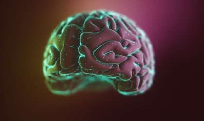 Neocórtex: estructura y funciones