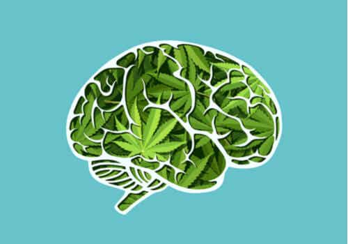 Los efectos del cannabis en el cerebro a largo plazo