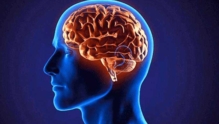 cerebro representando la importancia del Glutamato