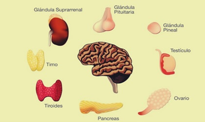 Sistema endocrino: funciones y estructura