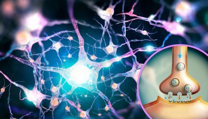 Glutamato, un neurotransmisor con múltiples (y desconocidas) funciones