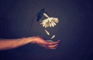 mano con flor simbolizando el efecto del desprecio