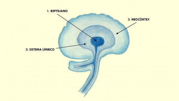 neocórtex y áreas más antiguas del cerebro