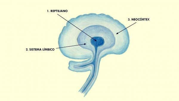 neocórtex y áreas más antiguas del cerebro