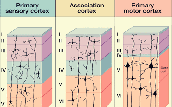 estructura y conexión del neocórtex